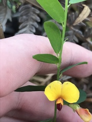 Bossiaea heterophylla
