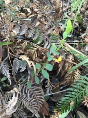 Bossiaea heterophylla