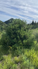 Pinus tabuliformis