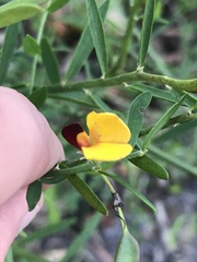Bossiaea heterophylla
