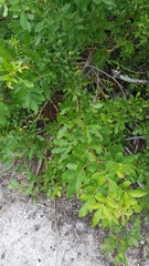 Schinus terebinthifolia image