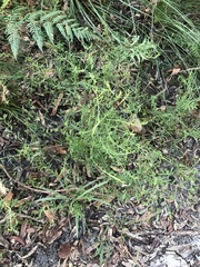Bossiaea heterophylla