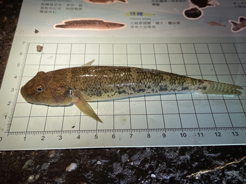 Largesnout goby (Awaous melanocephalus) — Gobiidae — 2