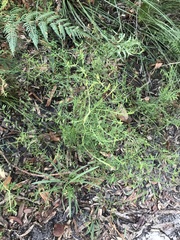 Bossiaea heterophylla