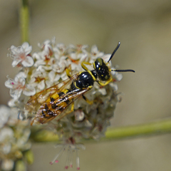 Philanthus gibbosus