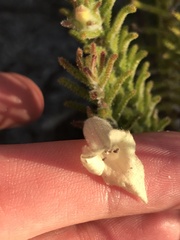 Chloanthes stoechadis