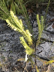 Chloanthes stoechadis