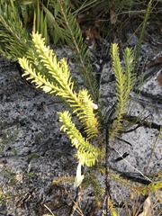 Chloanthes stoechadis
