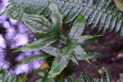 Tectaria heracleifolia