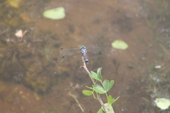 Micrathyria aequalis