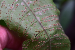 Tectaria heracleifolia