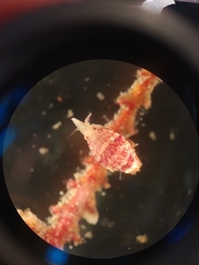 Thorlaksonius grandirostris