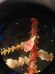Thorlaksonius grandirostris