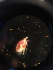 Thorlaksonius grandirostris