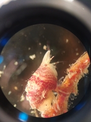 Thorlaksonius grandirostris