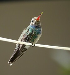 Cynanthus latirostris