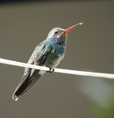 Cynanthus latirostris