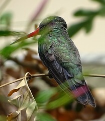 Cynanthus latirostris