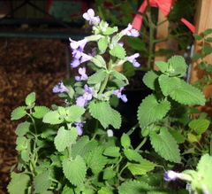 Nepeta racemosa racemosa