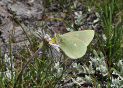 Colias behrii