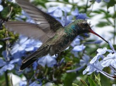 Cynanthus latirostris