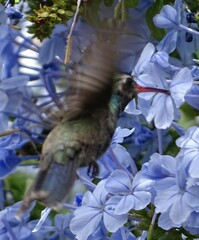 Cynanthus latirostris