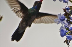 Cynanthus latirostris