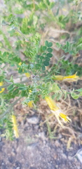 Caragana microphylla