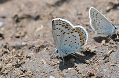 Plebejus fridayi
