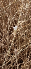 Convolvulus oxyphyllus