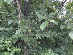 Ulmus macrocarpa