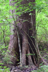 Cavanillesia platanifolia