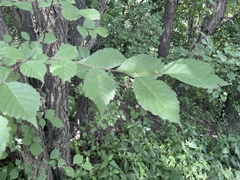 Ulmus macrocarpa