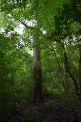 Cavanillesia platanifolia