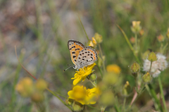 Lycaena cupreus