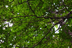 Cavanillesia platanifolia