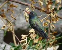 Cynanthus latirostris