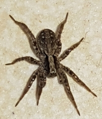 Xerolycosa miniata