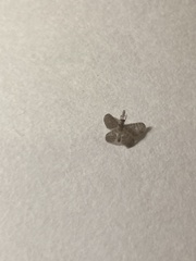 Dilaridae