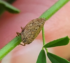 Aphrodini