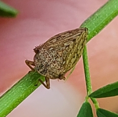 Aphrodini