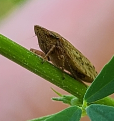 Aphrodini