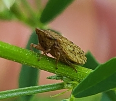 Aphrodini