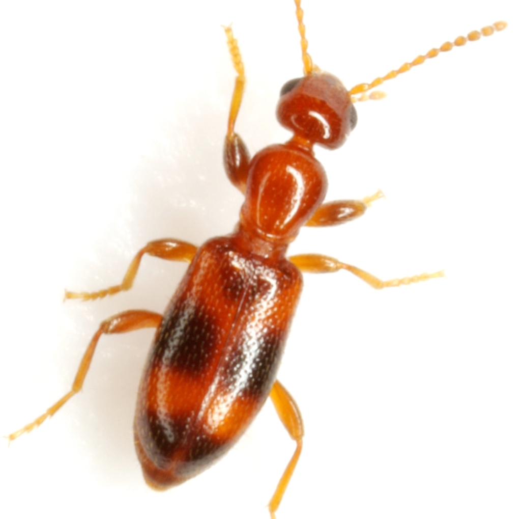 Common Anthicid