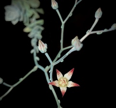 Graptopetalum kristenii