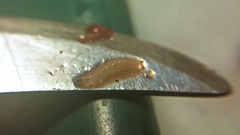 Rhagoletis indifferens