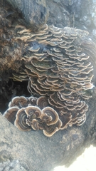 Fungi