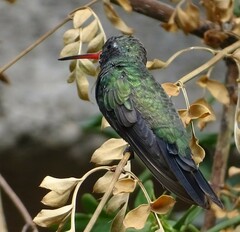 Cynanthus latirostris