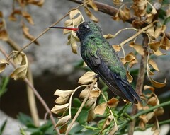 Cynanthus latirostris