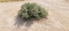 Tamarix aucheriana